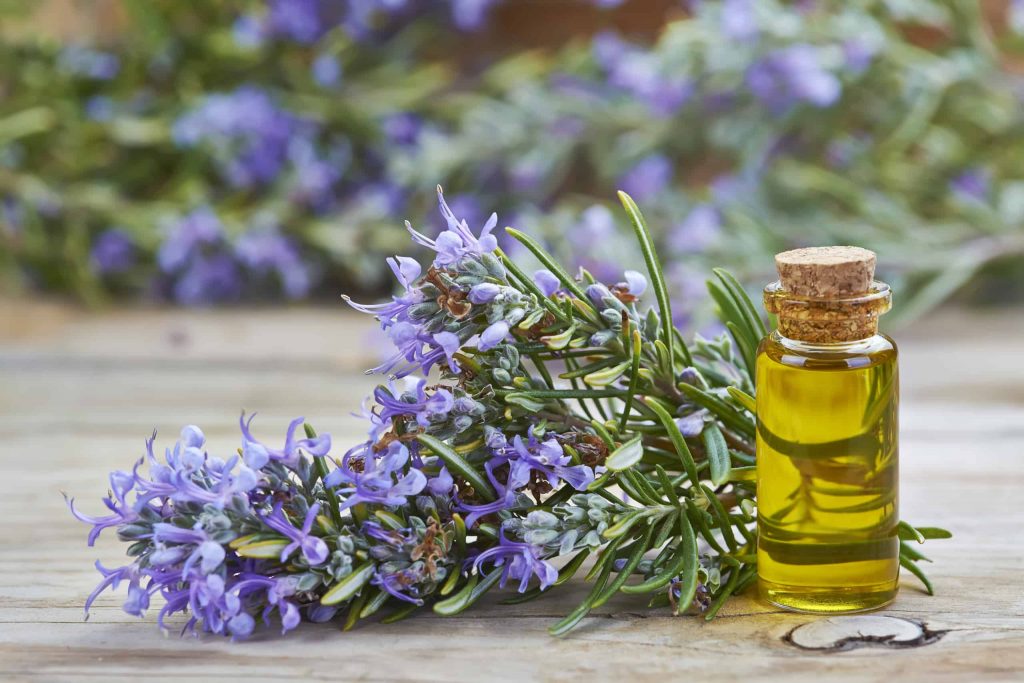 Rosemary and Essential Oil for hair growth
